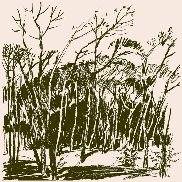 Bosque de un bosque de pinos — Archivo Imágenes Vectoriales