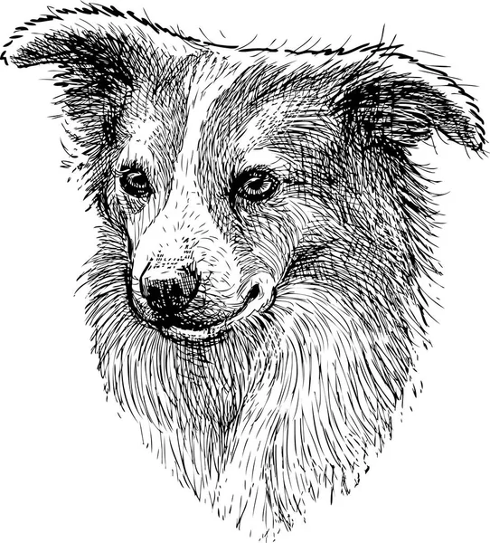 Porträtt Skiss Knähund — Stock vektor