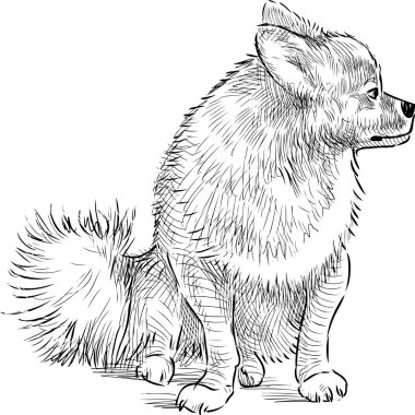 Tükürük köpeğinin oturduğu ve aradığı çizim.