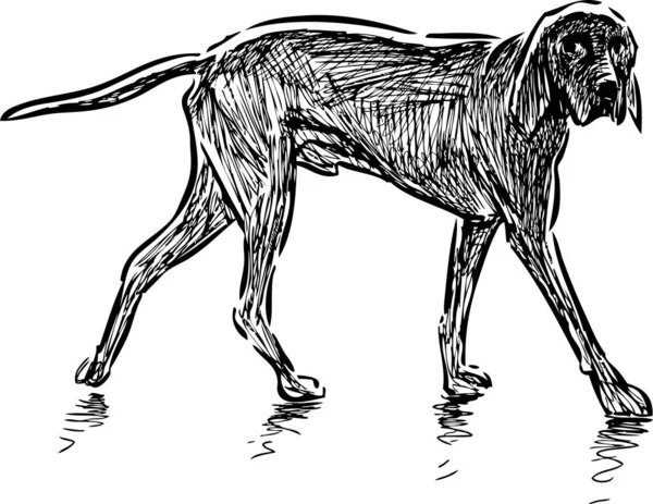 Sketch Walking Hunting Dog — Stock Vector