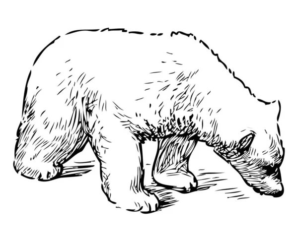 Kutup ayısı yavrusunu koklayan çizim