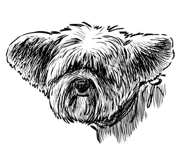 Sketch Head Funny Eared Lap Dog — ストックベクタ