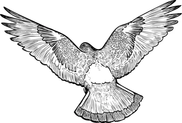 Freihändige Zeichnung Einer Taube Flug — Stockvektor