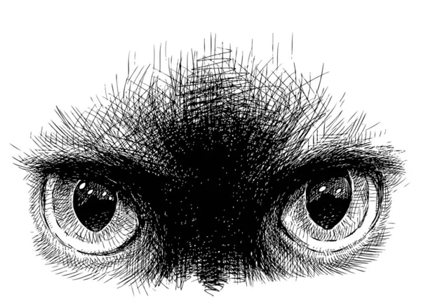 Freehand Drawing Eyes Siamese Cat — Stockový vektor