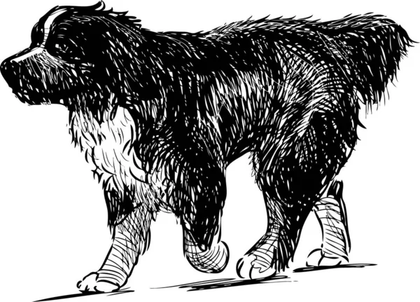 Sketch Walking Newfoundland Dog — Stock Vector