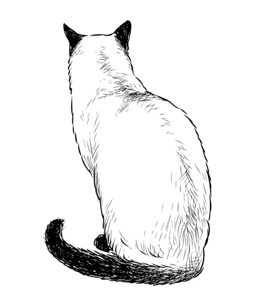 Dessin Main Levée Chat Siamois Domestique Assis — Image vectorielle