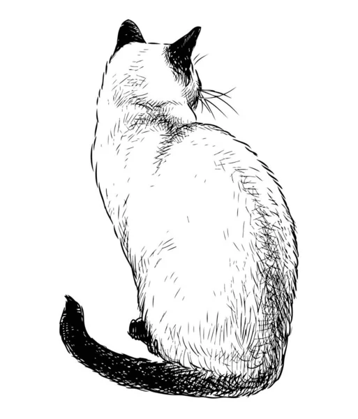 Sketch Sitting Domestic Siamese Cat — Stock Vector