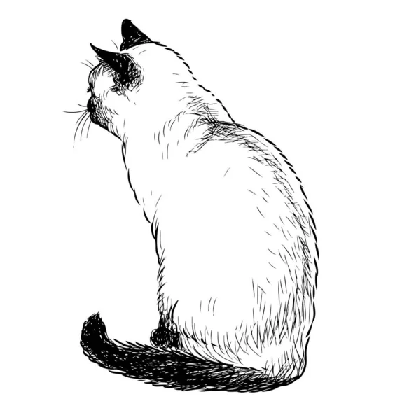 Croquis Chat Thaï Domestique Assis — Image vectorielle