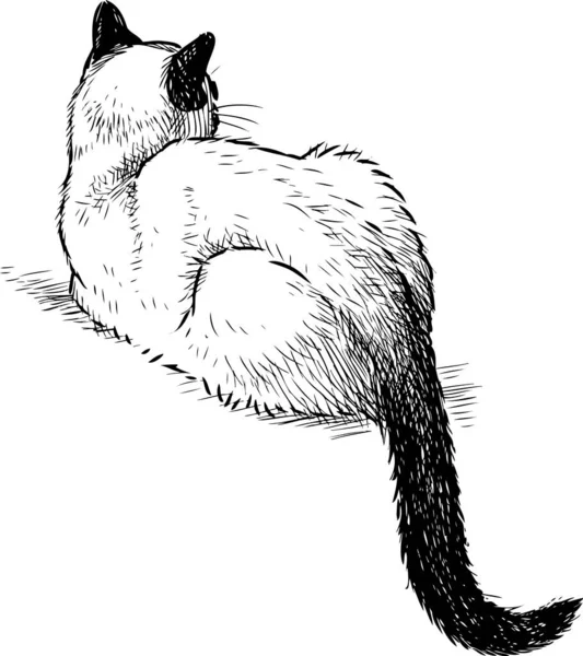 Σκίτσο Του Ψέματα Εγχώρια Γάτα Σιαμέζων — Διανυσματικό Αρχείο