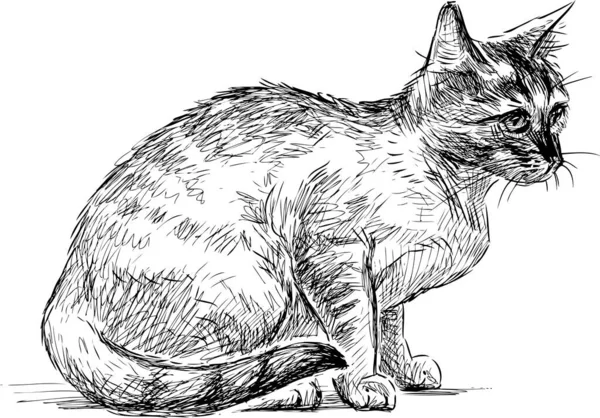 Sketch Sitting Domestic Kitten — Stock Vector