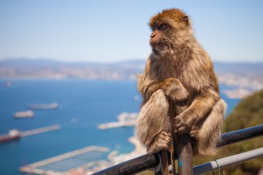 Gibraltar üzerinde makak maymunu