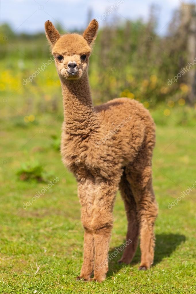 Baby Alpaca Brown Stock Photo Image By C Calavision