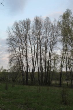 ağaçlar nehir yansıma şafak.