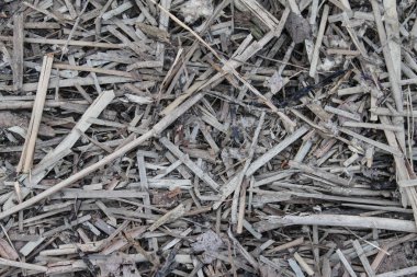 Arka plan, yerdeki kuru sazlık.