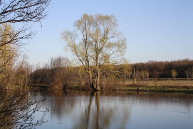 Kuru ölü ağacı yaprakları mavi gökyüzü arka plan olmadan yalnız su yansıtır.