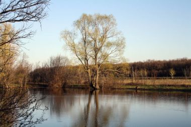 Kuru ölü ağacı yaprakları mavi gökyüzü arka plan olmadan yalnız su yansıtır.