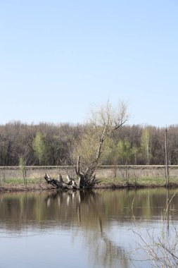 Ağaçlar nehir kıyısında büyümek ve suya yansıyan.