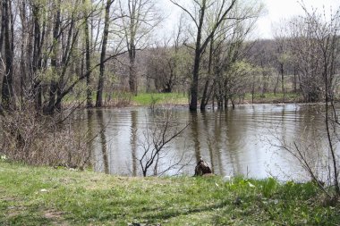 Ağaçlar nehir kıyısında büyümek ve suya yansıyan.