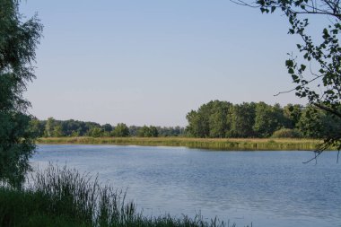 Yeşil ağaçlar nehir banka üzerinde. Ön plan ve arka plan nehre ötesinde küçük orman yalnız ağaç.