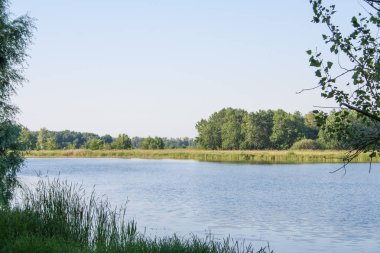 Yeşil ağaçlar nehir banka üzerinde. Ön plan ve arka plan nehre ötesinde küçük orman yalnız ağaç.