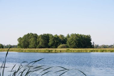 Yeşil ağaçlar nehir banka üzerinde. Ön plan ve arka plan nehre ötesinde küçük orman yalnız ağaç.
