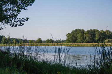 Yeşil ağaçlar nehir banka üzerinde. Ön plan ve arka plan nehre ötesinde küçük orman yalnız ağaç.