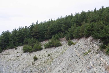 Yüksek dağlar, kayalar üzerinde büyüyen orman. Güneşli gün.
