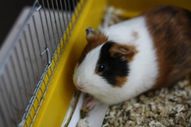 Sevimli kobay kafeste oturan.