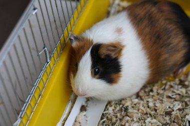 Sevimli kobay kafeste oturan.