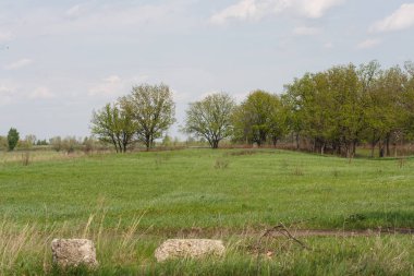Yalnız ağaç güzel alan manzara. Yaban hayatı, alanlar ve ağaçlar.