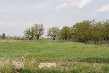 Yalnız ağaç güzel alan manzara. Yaban hayatı, alanlar ve ağaçlar.