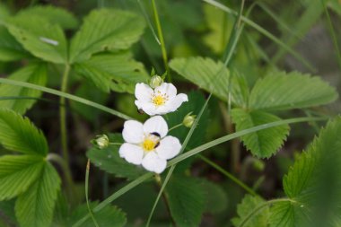 Yeşil çimenlerin üzerinde beyaz yabani çiçekler.