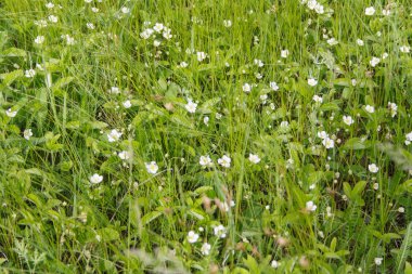 Yeşil çimenlerin üzerinde beyaz yabani çiçekler.