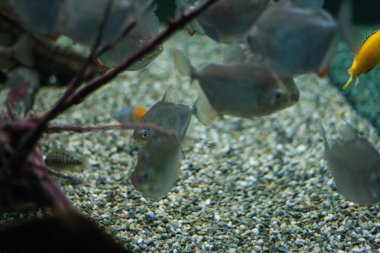 Deniz şeffaf balık, su altında çekilen resimler.