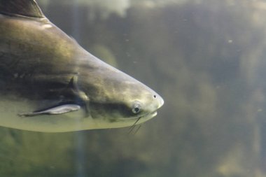 Yüzen köpekbalığı, su altında çekilen fotoğraf.