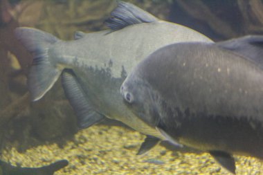 Sualtı fotoğraf büyük balık