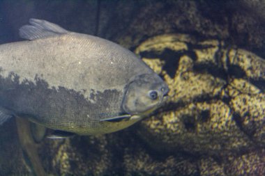 Sualtı fotoğraf büyük balık