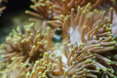 Deniz anemone, su altında çekilen fotoğraf.