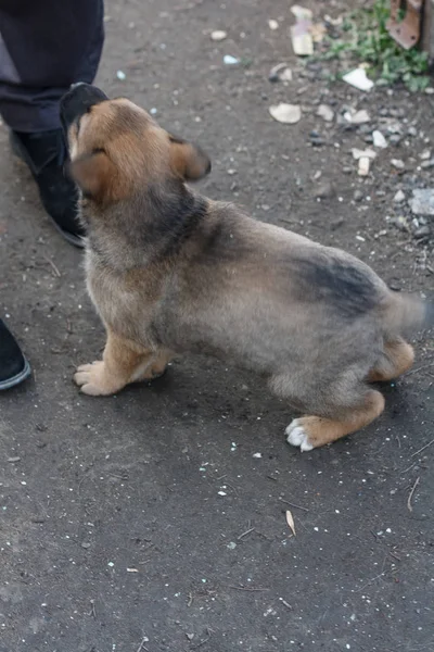 Kleine Duitse Shephard hond pup verheugt zich op de benadering van de mens. — Stockfoto