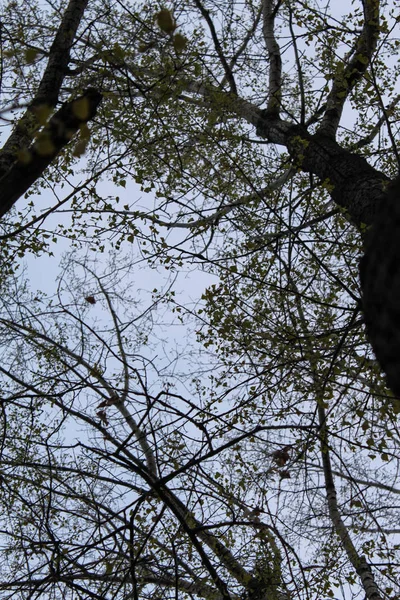 Die Äste eines Baumes von unten betrachtet. — Stockfoto