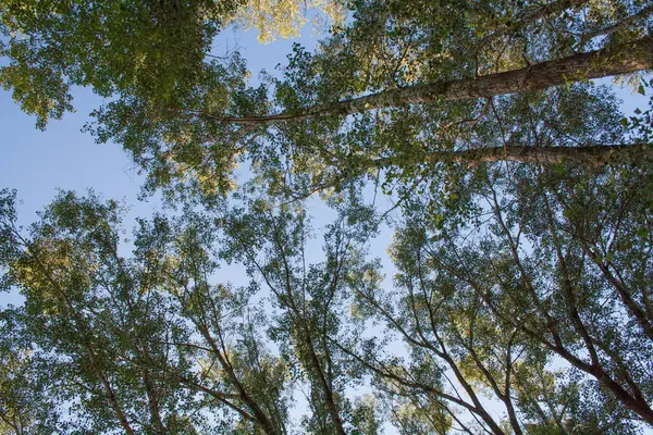 Vista de árvores de baixo. O sol está a brilhar. No fundo o céu azul . — Fotografia de Stock