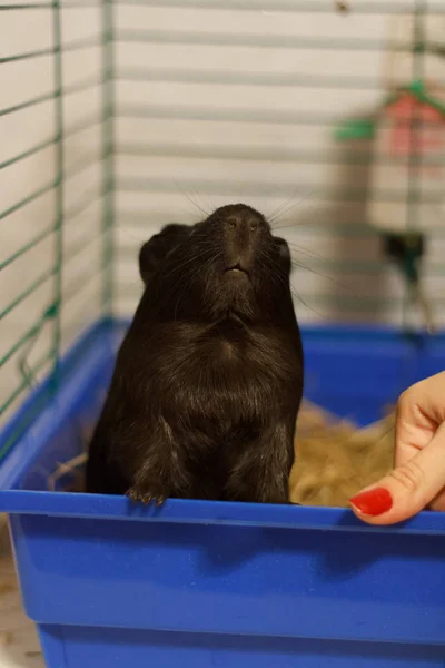 Fekete tengerimalac a ketrec — Stock Fotó