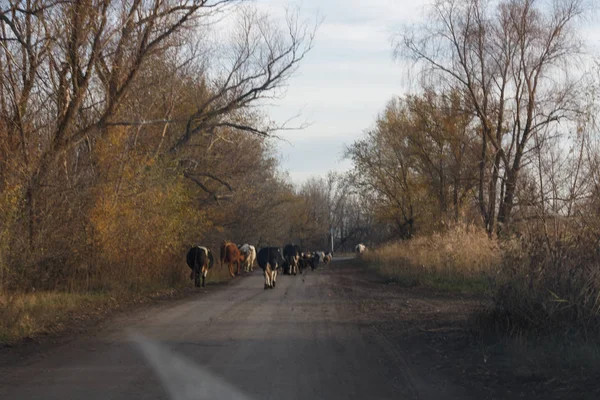 Cows and bulls go on the asphalt road. — Stock Photo, Image