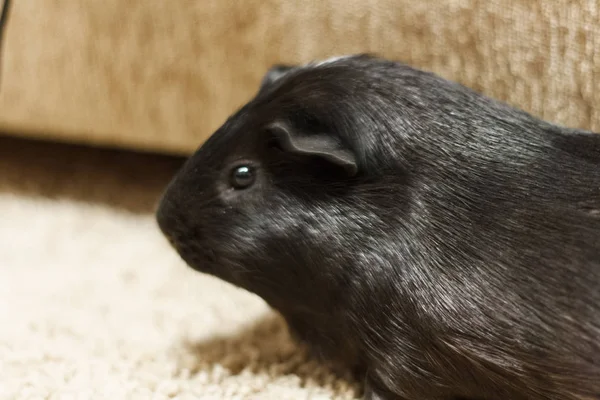 Black Guinea Pig caminha pelo apartamento no tapete . — Fotografia de Stock