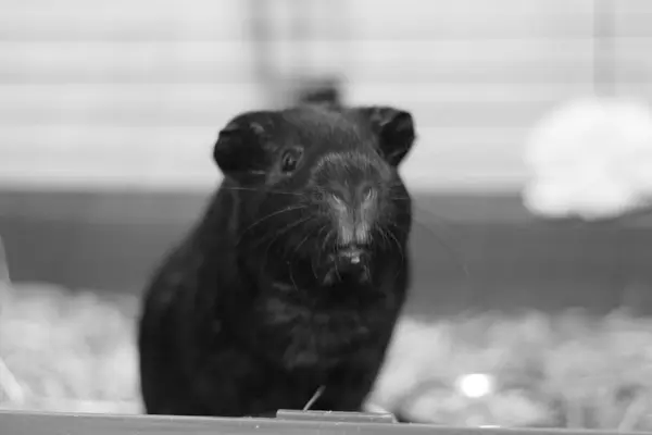 Porco da Guiné Negra sentado na jaula. Foto em preto e branco . — Fotografia de Stock