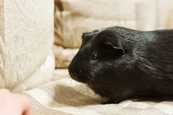 Porco da Guiné Negra sentado no sofá . — Fotografia de Stock