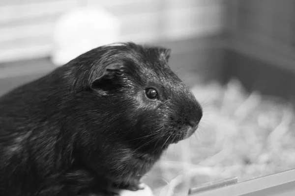 Porco da Guiné Negra sentado na jaula. Foto em preto e branco . — Fotografia de Stock