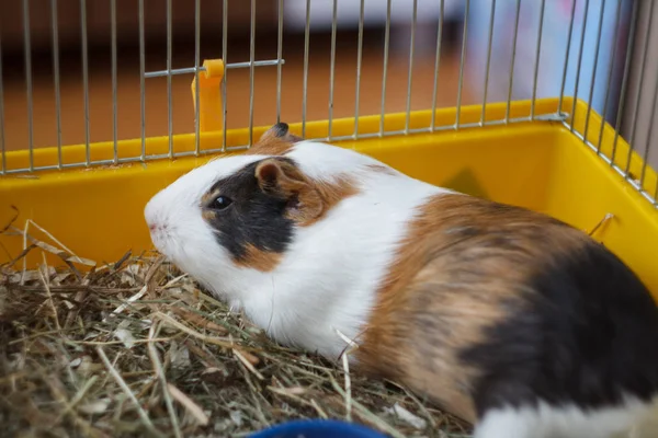 Porco bonito da Guiné sentado na gaiola . — Fotografia de Stock