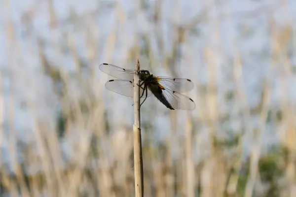 Dragonfly sitting on a branch. — Stock Photo, Image