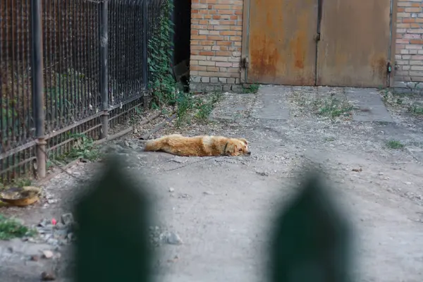 Cão bonito dormindo no chão fora da cerca . — Fotografia de Stock